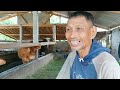 sapi beranak kembar 7 x berturut turut dikandang ini