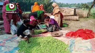 আমন ধান কাটার পরই জমিতে সবজি চাষ করছেন পিরোজপুরের চাষীরা | Farmers Are Cultivating Vegetables | News