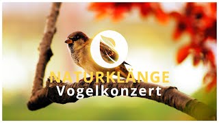 Naturklänge | Vogelkonzert am morgen | Natur chillout