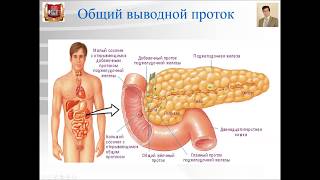 Лекция 18а. Большие пищеварительные железы. Pancreas и  Liver