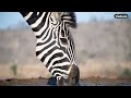 LIVE at the waterhole - 14 July 2025