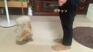 キララ✨の クリッカートレーニング🛎 チャージング🤗