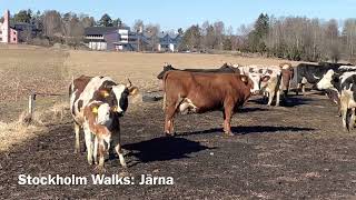 Stockholm Walks: Järna. Relaxing nature walk in early spring