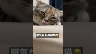 眠気が限界な猫😂#shorts