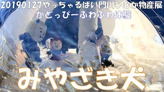 [みやざき犬]20190127『帰ってきたふわふわ体験』やっちゃるばい門川ひむか物産展