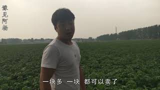 农村小伙参观千亩土豆种植基地，不知道土豆为啥会开花，你知道吗