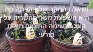 ביוחקר ברשת- השפעת משך ההשריה על הנשימה התאית בזרעי חומוס