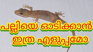 പല്ലിയെ ഓടിക്കാൻ ഇത്ര എളുപ്പമോ