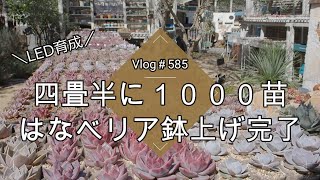 【Vlog585】【多肉植物】四畳半の室内に1000苗🌱はなベリアコツコツ鉢上げ完了【植物LEDライト育成】