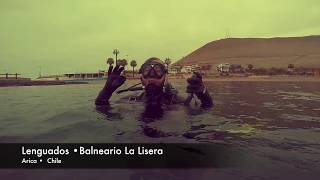 Buceando en un Mundo de Lenguados en Arica  • Diving Sole Fish.