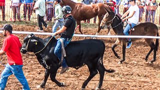 Carrera De Un Toro Vs Mula | Algo Nunca Antes Visto En Carreras De Caballos
