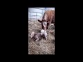 kilmacolm farm tours twin calves