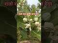 aak plant आंकड़े का पौधा vastu trending viral gardening