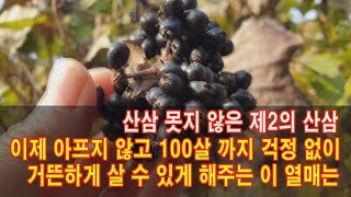 이제 아프지 않고 100살까지 걱정없이 거뜬하게 살 수 있게 해주는 이 열매는