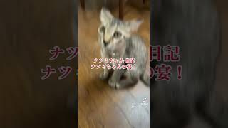 ナツミちゃん日記　ナツミちゃんの宴# #猫のいる暮らし #猫好きさんと繋がりたい#保護猫 #cutecat#宴