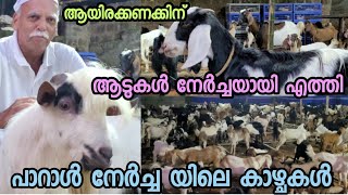 Paral Vow tirur malappuram filled with thousands of goats and chickens