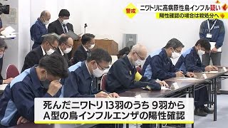 出水市の養鶏場で鳥インフルエンザ発生の疑い　簡易検査は陽性のため遺伝子検査を実施（2022.11.17）