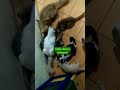 tenang..semua kebagian shorts kucing kucinglucu kucingkampung