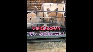 新しい家族をお迎え♪(=^x^=)ネザーランドドワーフ☆