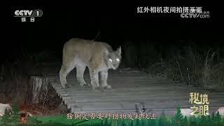 《秘境之眼》 猞猁/狗獾 20250110 |  CCTV