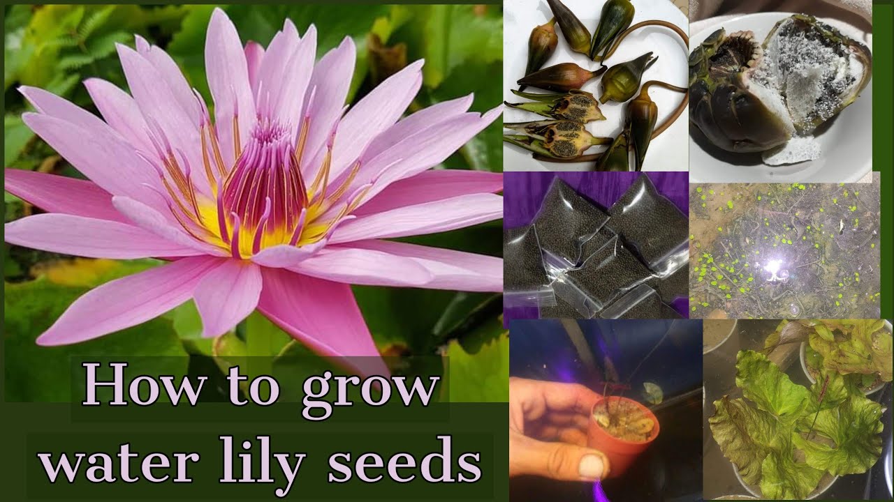 How To Grow Water Lily Seeds Tropical Water Lily Seeds Water Lily