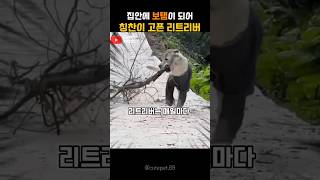 집안에 보탬이 되어 칭찬이 듣고 싶은 강아지 리트리버 #강아지 #반려견 #shorts