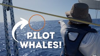 We Got BUMPED By a WHALE! (on Seawind's LAST SAIL) EP. 80