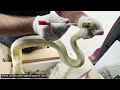 unboxing an adult albino darwin albino carpet python from stewart reptiles ame v21