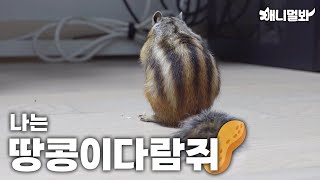 누르면 땅콩이 움직입니다ㅣPush and Peanut will move