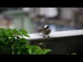 chinese bulbul 白頭翁