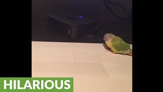 Parrot defends territory from robot vacuum