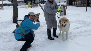 秋田犬テツくんに会ったよ