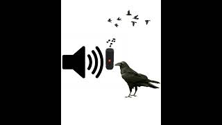 WAKE UP to the LOUDEST Crow Sounds!