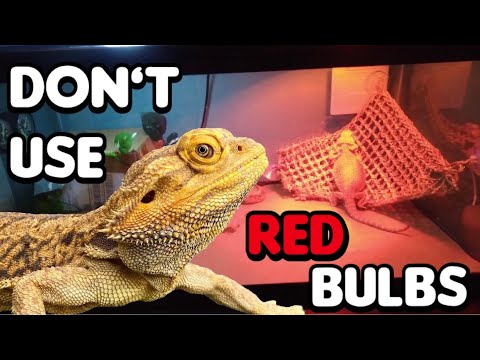 Are blue lights bad for reptiles?