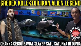 GREBEK KOLEKTOR IKAN ALIEN LEGEND, CHANNA CEBOL BAWAL SLAYER SATU SATUNYA DI DUNIA. #KINGOFTHEJUNGLE