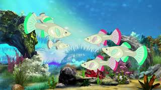Aquarium Fish | Fish Cartoon | Baby Car Cartoon | Animal Cartoon | animal |Fish Cartoon | Fish Video