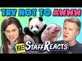 TRY NOT TO AWWW CHALLENGE #4 (ft. FBE Staff) TRY NOT TO AWWW CHALLENGE #4 (ft. FBE Staff)