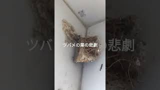 ツバメの巣の悲劇  Swallow's nest tragedy