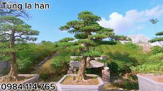 Lô Tùng la hán đẹp | Bonsai Tùng La Hán | Giá: 50tr/ cây