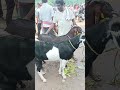 goat market feko haat big size feko