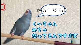 【セキセイインコ】ゆず君とく〜ちゃんの日常【サザナミインコ】