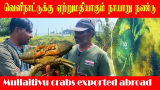 வெளிநாட்டுக்கு ஏற்றுமதியாகும் முல்லைத்தீவு நண்டுகள்|Mullaitivu crabs exported abroad| நாயாறு