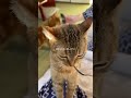 tiktokで大バズりした宿。里親体験してきました🐈🐾本編も観てね🐈‍⬛ まいきゃっと湯河原 湯河原 vlog