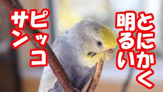 とにかく明るいセキセイインコビヨンド