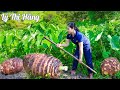 Harvesting Taro & Go to the Market Sell - Harvesting & Cooking || Ly Thi Hang Daily Life