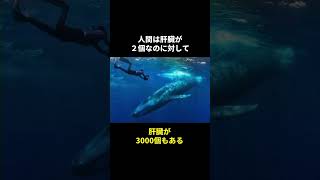 地球最大の動物シロナガスクジラクジラの秘密🤫暴露します🔥