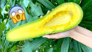 Irresistible GIANT Avocado (CRAZY FRUIT PORN!)