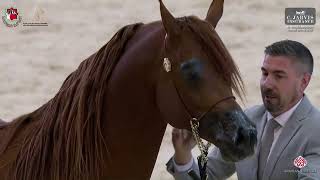 N 195 D SAFSOUF   Al Shiraa Arabian Horse Show 2025   Stallions 4+ Years Old   Section A Class 8A