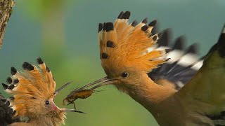 Hoopoe mother bird's love is whole and best love in the world!! #motherfeedingbaby