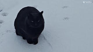 검은길냥이가 집냥이가 되어가는과정/ The process of a black street cat becoming a house cat ^^